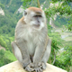 Macaca fascicularis at Ngarai Sianok, Bukittinggi, West Sumatra. Image: Wikimedia Commons
